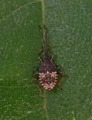 Urolabida histrionica