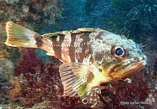 Helicolenus