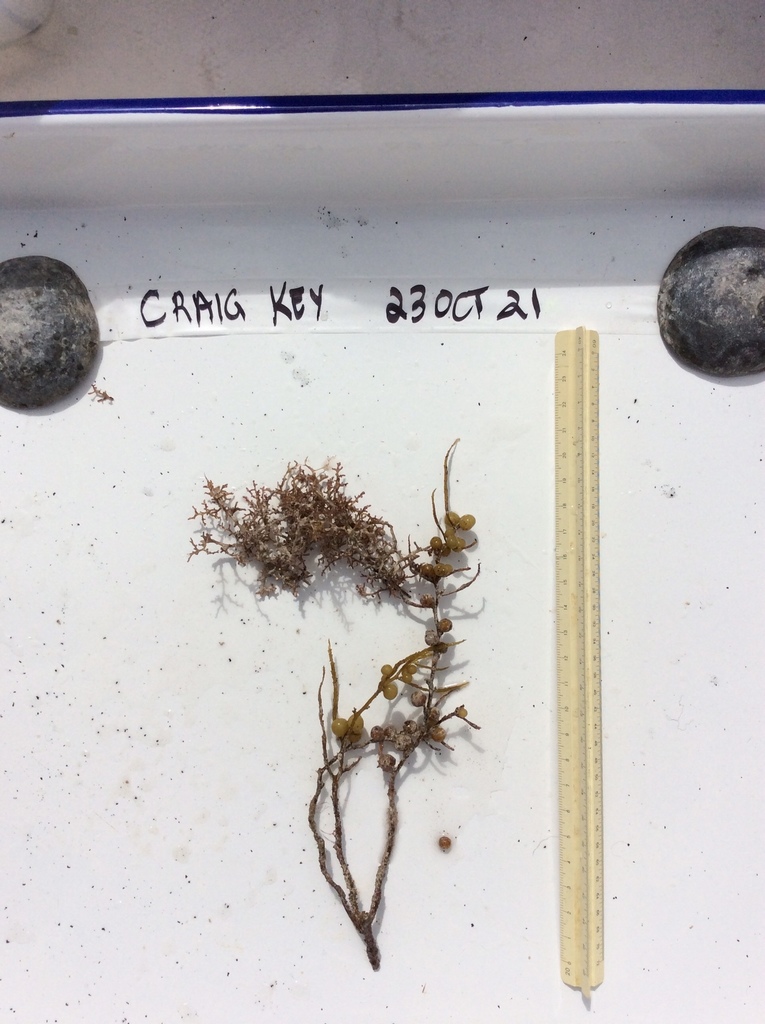 Sargassum pteropleuron