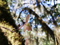Epidendrum longipetalum