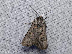 Agrotis vestigialis