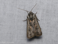 Agrotis vestigialis