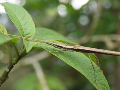 Pseudophasma gracile