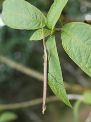 Pseudophasma gracile