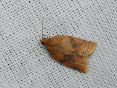 Clepsis neglectana