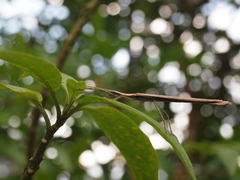 Pseudophasma gracile
