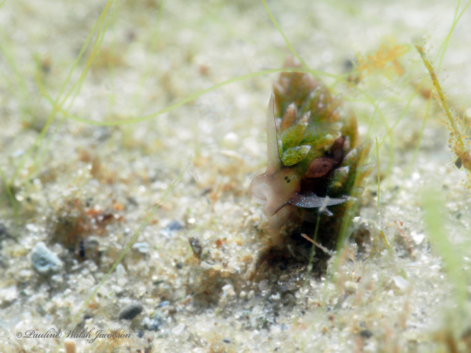 Costasiella arenaria