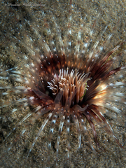 Ceriantheopsis americanus
