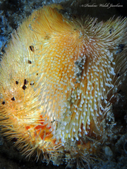 Spatangoida