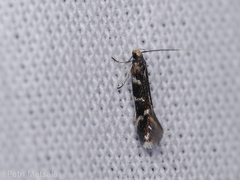 Eulamprotes wilkella