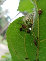 Urolabida histrionica