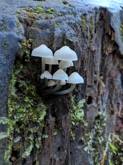Mycena laevigata