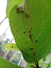 Urolabida histrionica