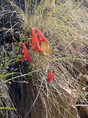Abaeis mexicana