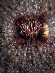 Ceriantheopsis americanus
