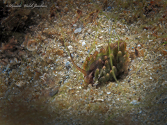 Costasiella arenaria image