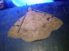 Ugia signifera