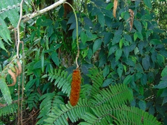 Mucuna urens