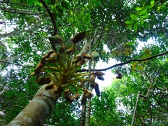 Mucuna urens