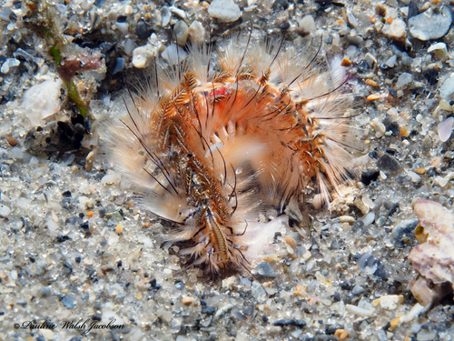 Photo of Green fireworm (Chloeia viridis)