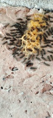 Lepidoptera