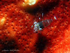 Gnathophyllum americanum