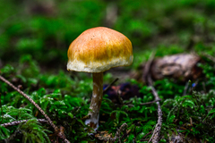 Gymnopilus allantopus