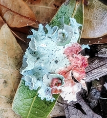 Parmotrema subrigidum