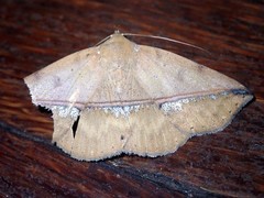 Ugia sundana