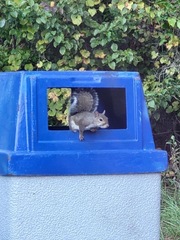 Sciurus carolinensis