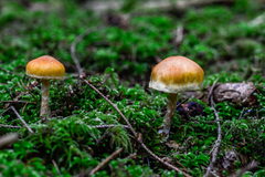 Gymnopilus allantopus
