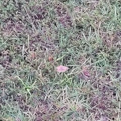 Lepidoptera