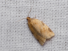 Paramesia gnomana