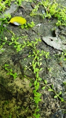 Callitriche terrestris