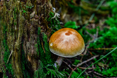 Gymnopilus allantopus