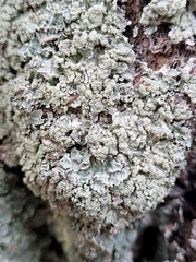 Punctelia perreticulata