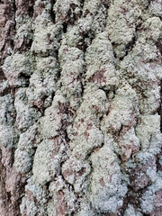 Punctelia perreticulata