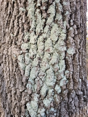 Punctelia perreticulata