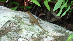 Anolis cristatellus