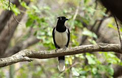 Cyanocorax cyanopogon