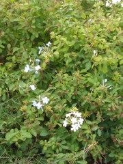 Plumbago auriculata