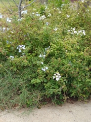 Plumbago auriculata