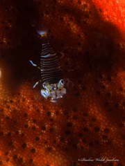 Gnathophyllum americanum