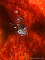 Gnathophyllum americanum