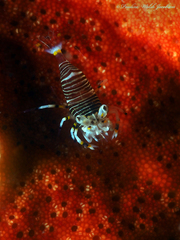 Gnathophyllum americanum