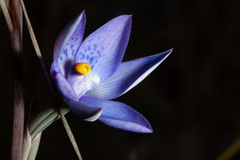 Thelymitra simulata