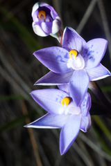 Thelymitra simulata