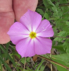 Phlox roemeriana
