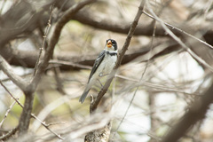 Sporophila albogularis