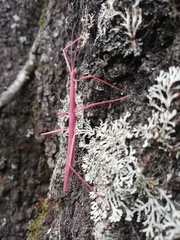 Pseudosermyle phalangiphora